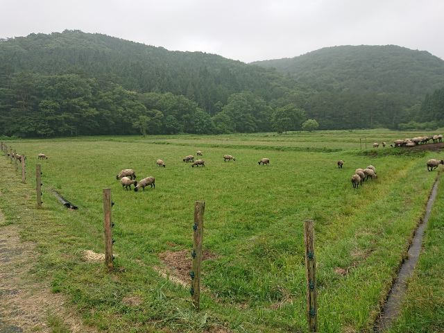 現場レポート 羊に会いに スタッフブログ 広島 廿日市 東広島のリフォームなら山根木材 現場レポート 羊に会いに スタッフブログ 広島 廿日市 東広島のリフォームなら山根木材
