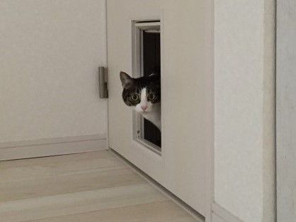 にゃんこ用の出入り口