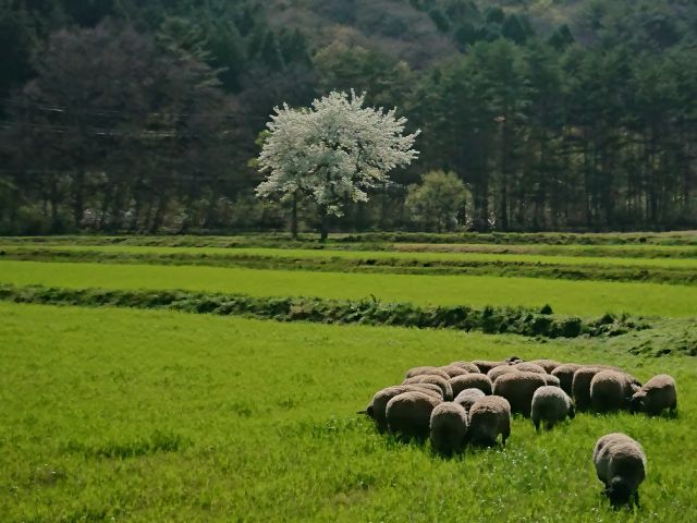 現場レポート 羊に会いに スタッフブログ 広島 廿日市 東広島のリフォームなら山根木材 現場レポート 羊に会いに スタッフブログ 広島 廿日市 東広島のリフォームなら山根木材